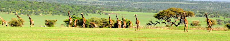 Ngorongoro Crater - Serengeti National Park